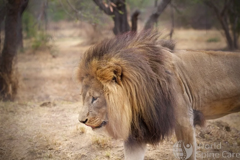 Assertive Male Lion Tom Hyde Photography | World Spine Care
